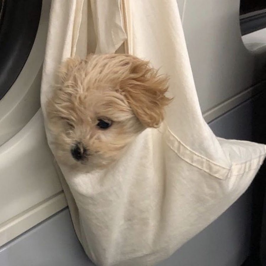 Собачки мальтипу