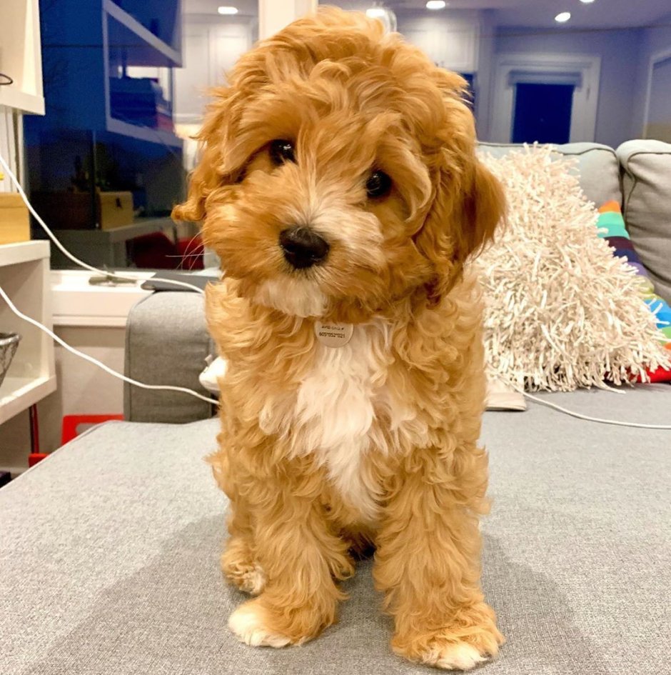 Собака Наггетс