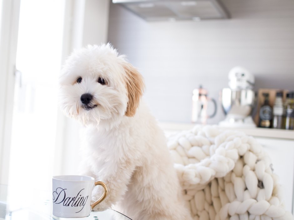 Пудель мальтипу