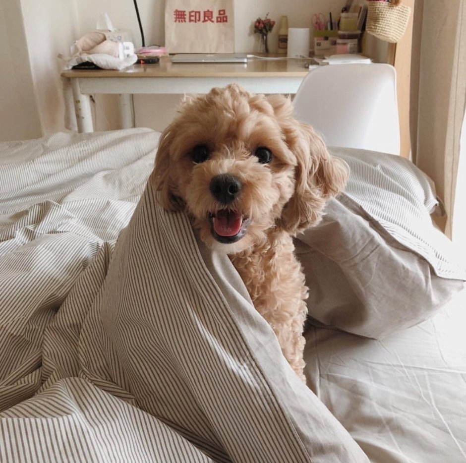 Карликовый пудель мартипу