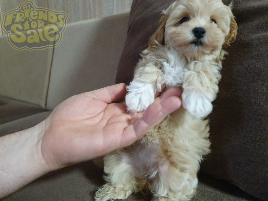 Мальтипу болонка взрослая собака