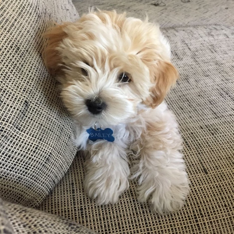 Кавапу и мальтипу