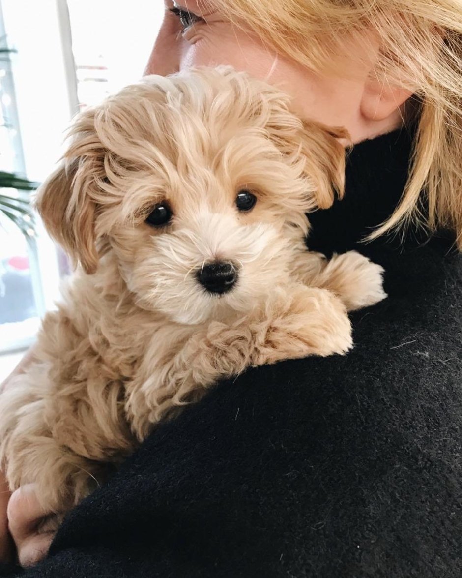 Той пудель мальтипу