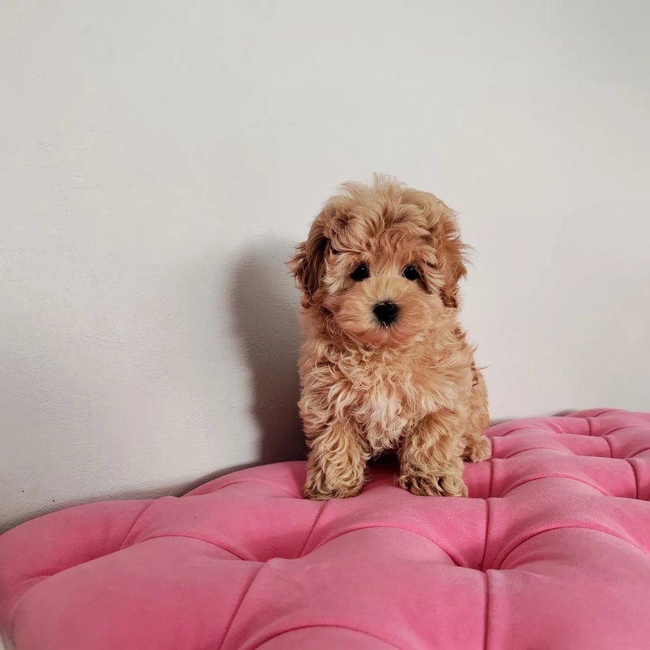 Тедди пудель мальтипу