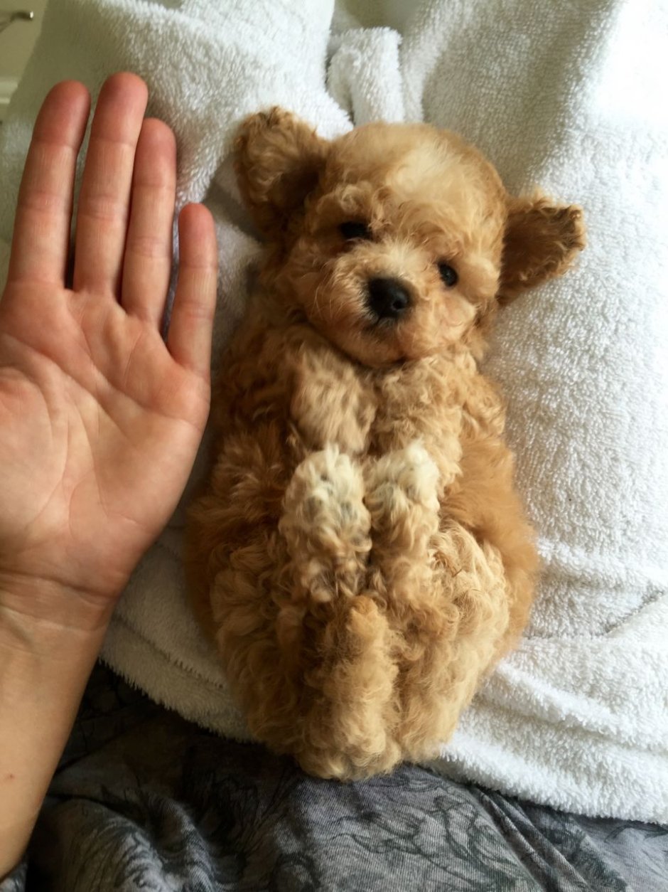 Собаку Мульти ПУ мини которая недорогая