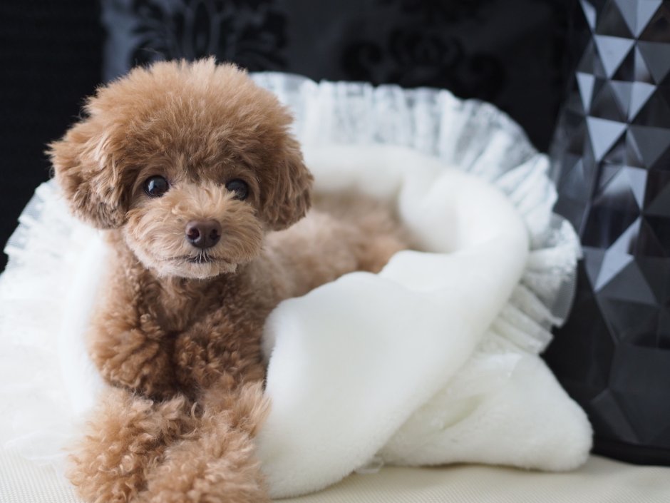 Silver Poodle щенок