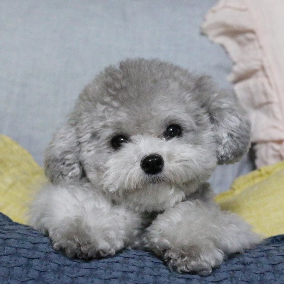 Бишон серый