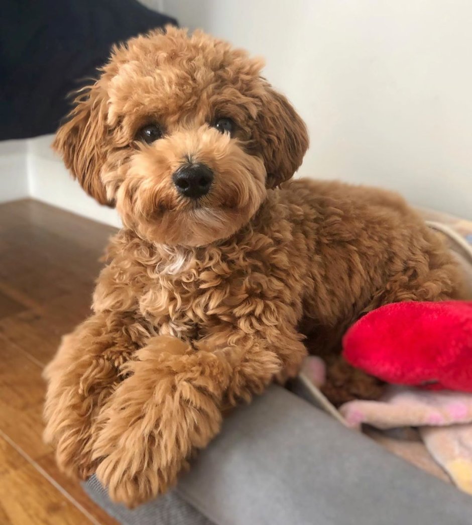 Тедди пудель мальтипу