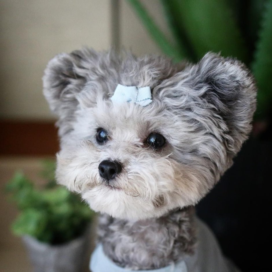 Havapoo собака стрижки