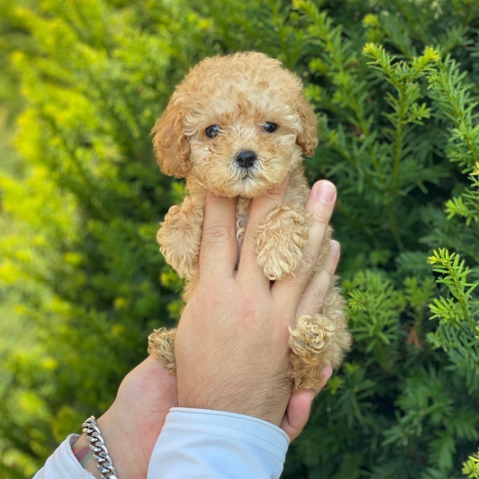 Собачки маленькие средние и большие