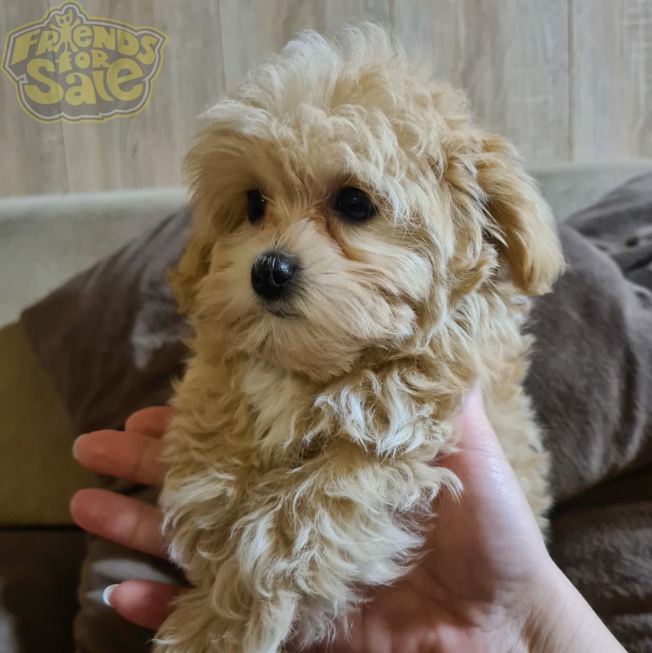 Мальтипу терьер