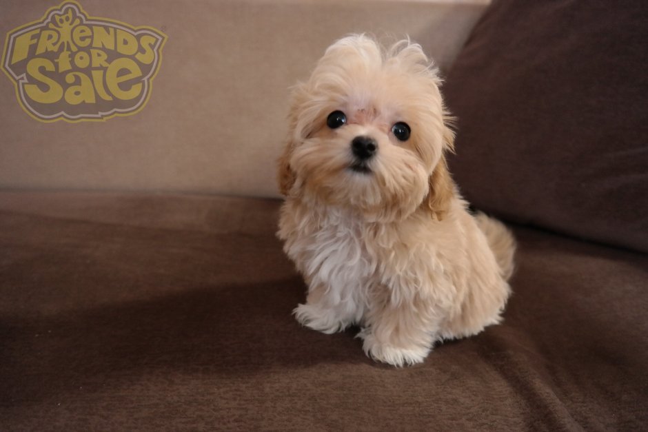 Мальтипу Рианны