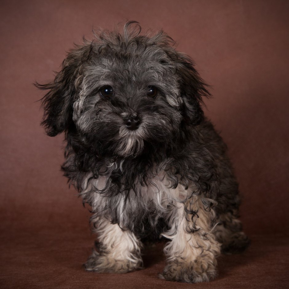 Pet aesthetic drimcord