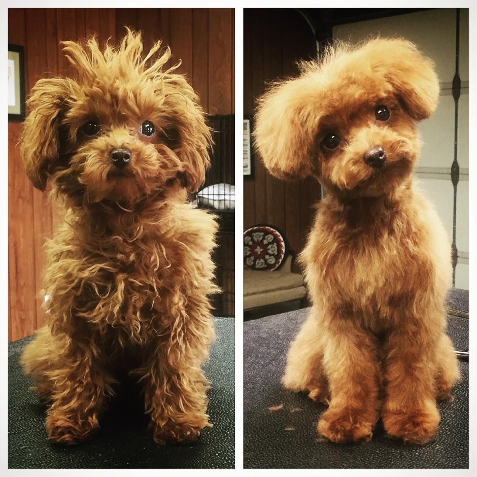 Лежанка для мальтипу