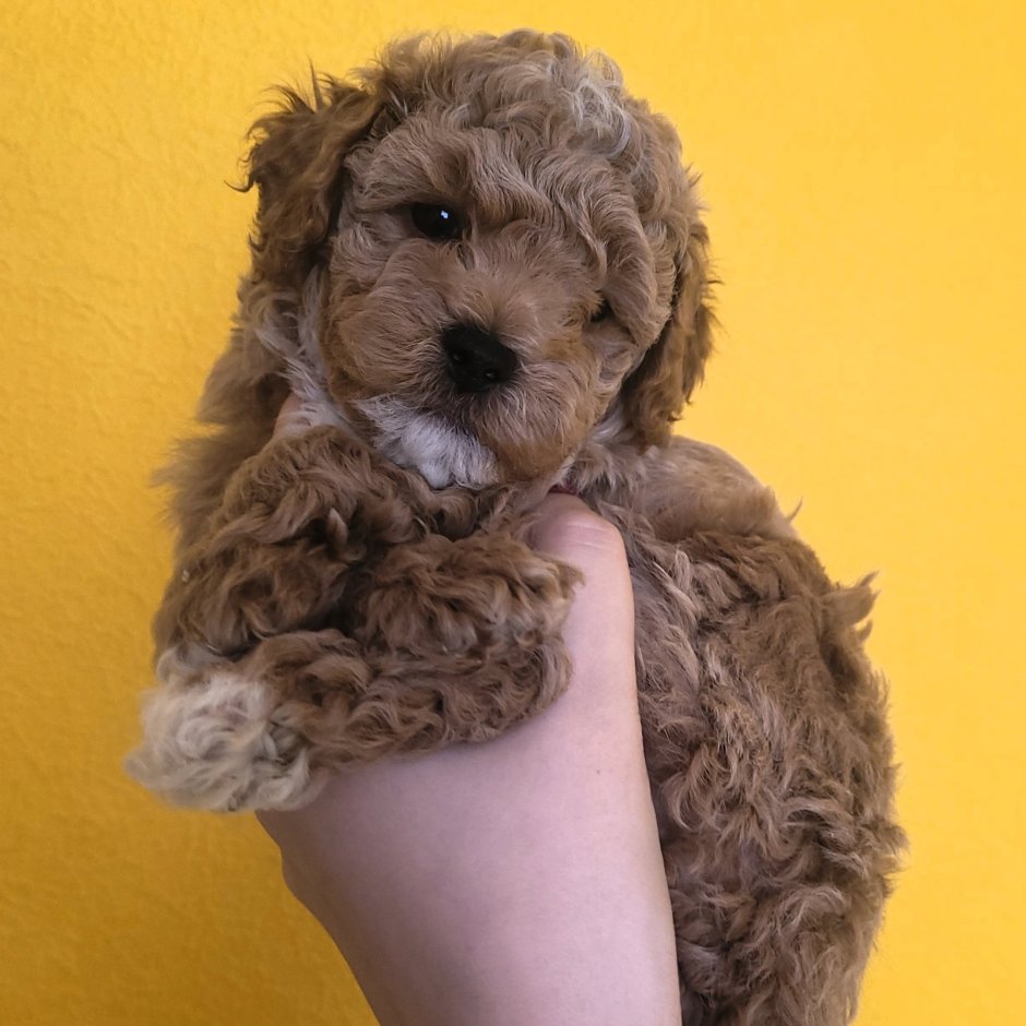 Мальтипу Тедди Беар