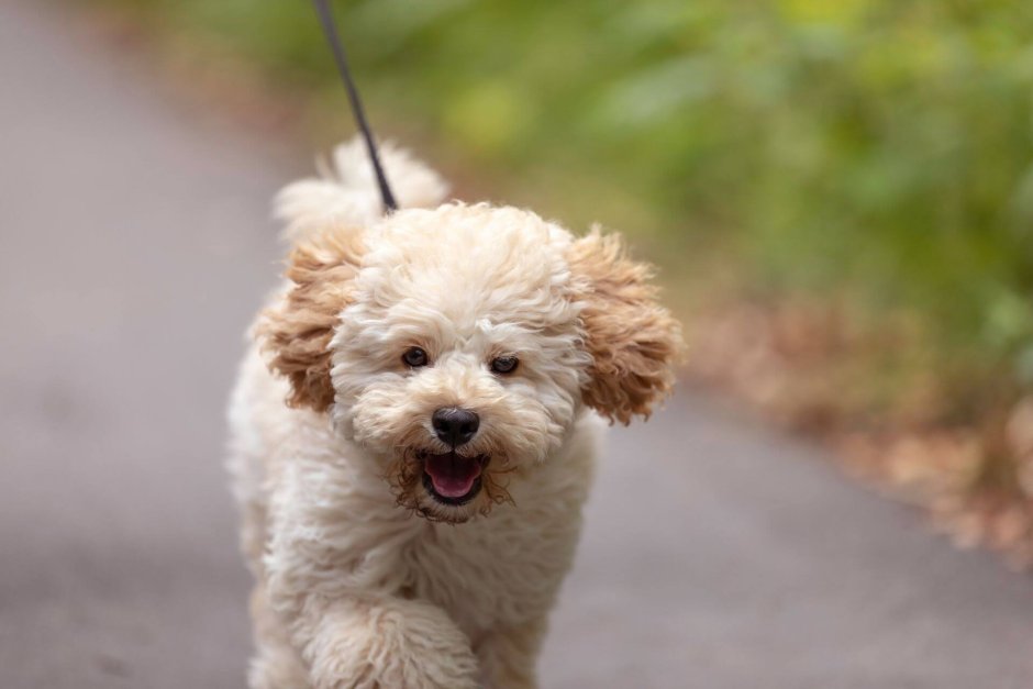 Болонка мальтипу