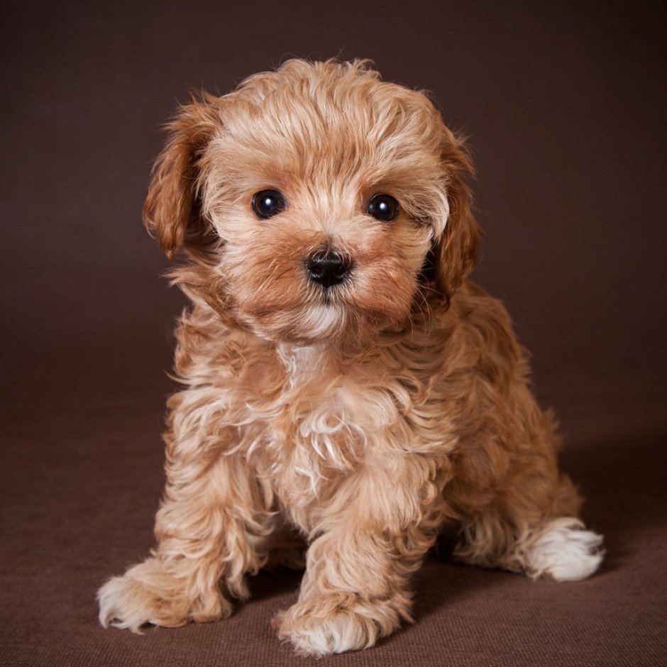 Той пудель Тикап