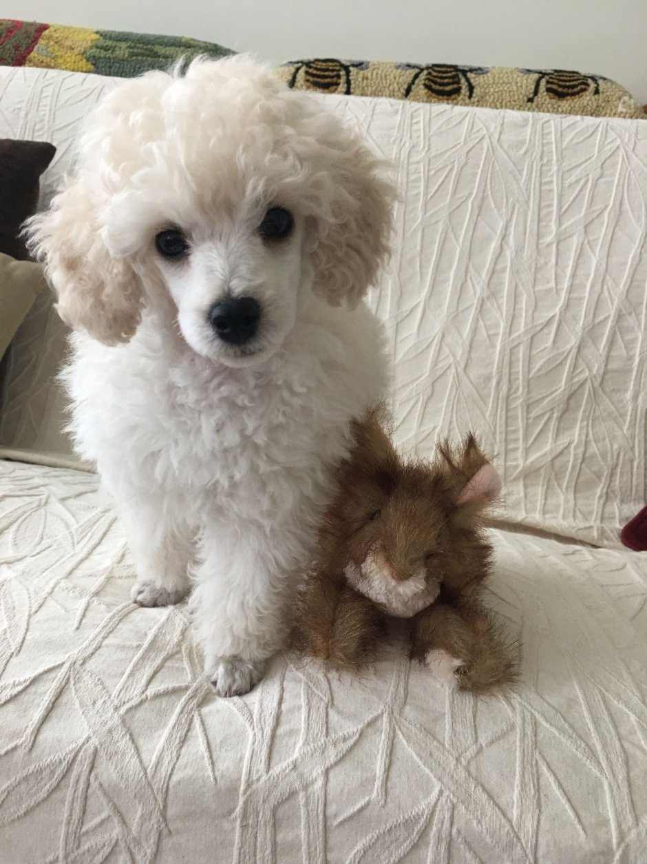 Мальтипу Тедди