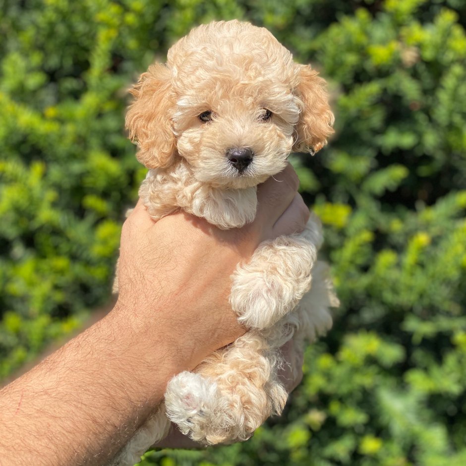 Мальтипу Купер