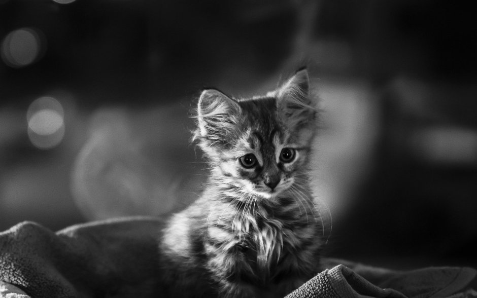 Дымчатый котенок британец