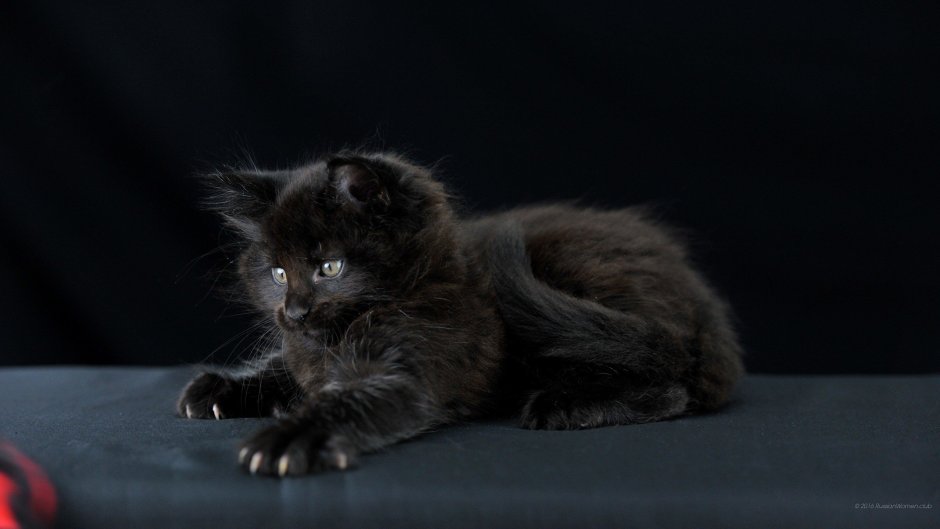 Котенок на темном фоне