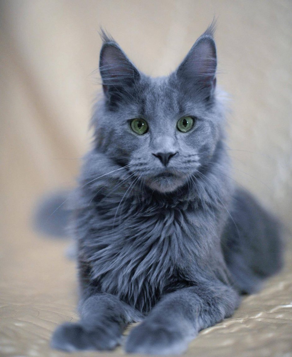 Сибирский голубая кошка короткошерстная