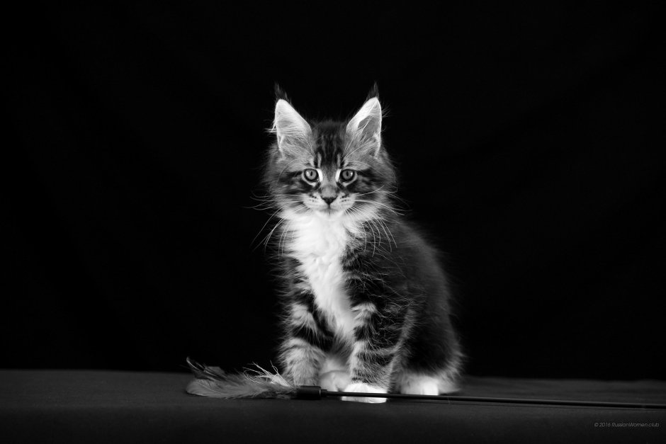 Котята чёрно белые