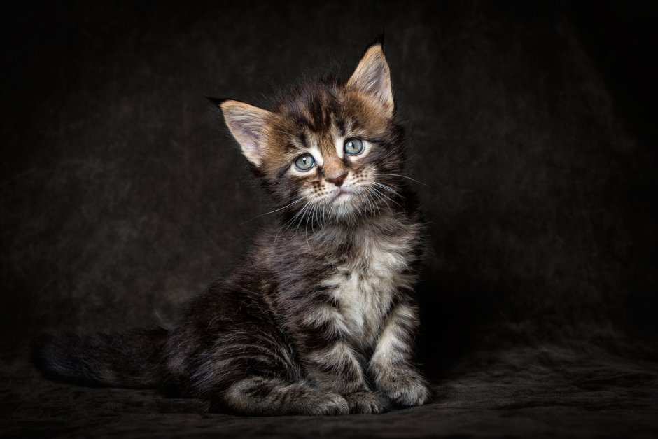 Котята Мейн кун