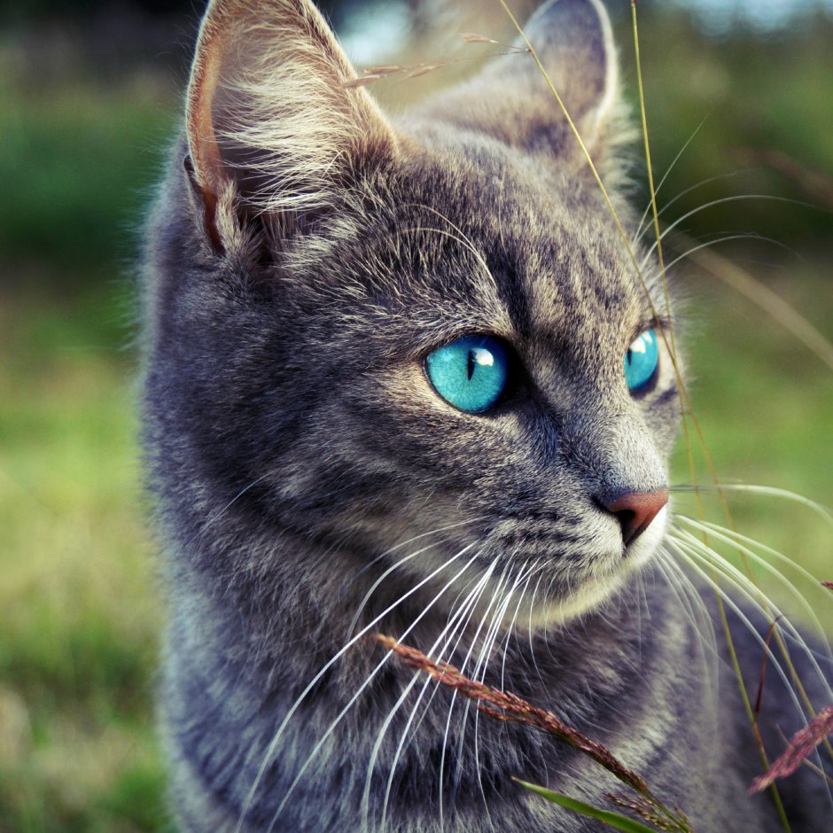 Нибелунг короткошерстный