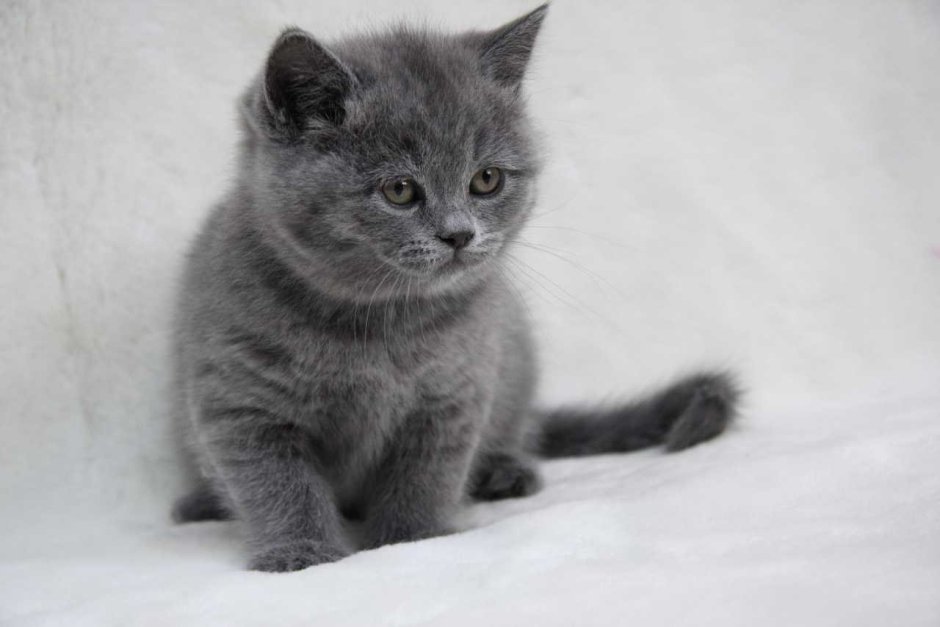 Дымчатый котенок британец