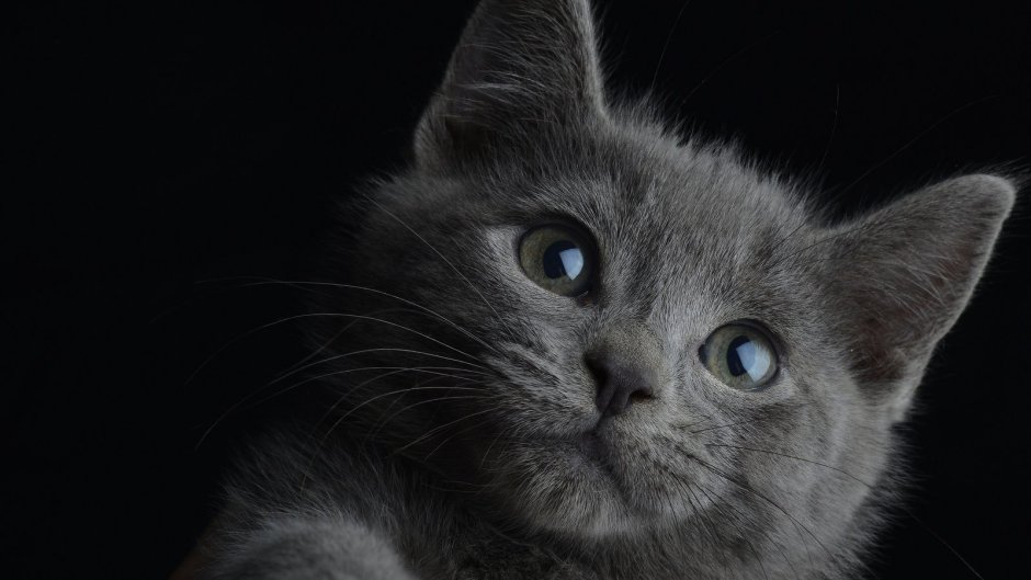 Кот серый