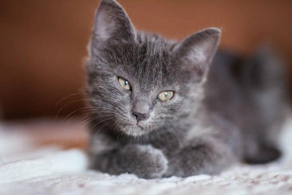 Кошка серая