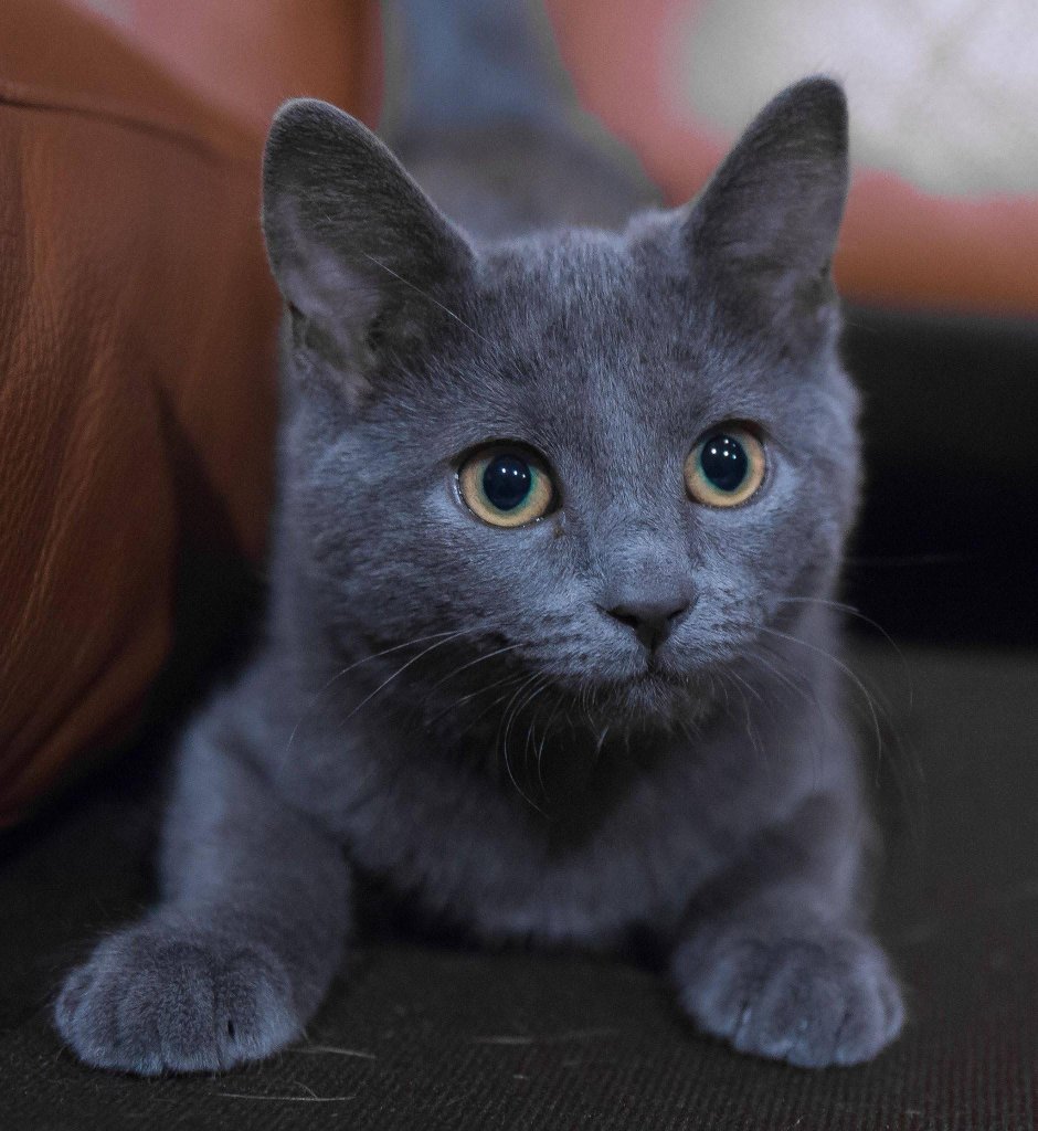 Кошка серая