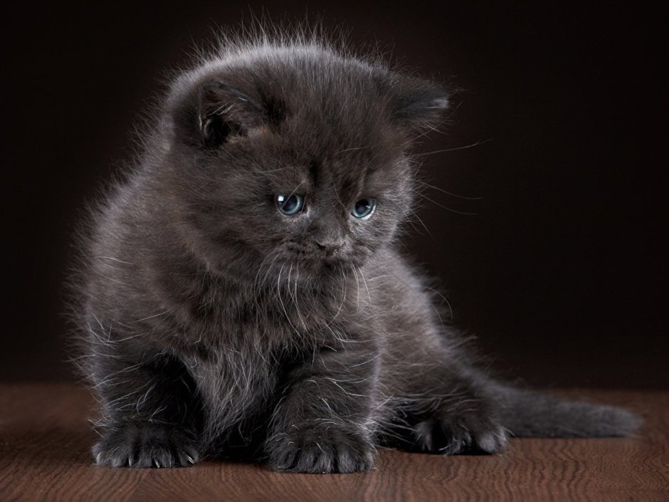 Маленький котенок