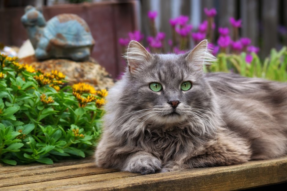 Спящий кот
