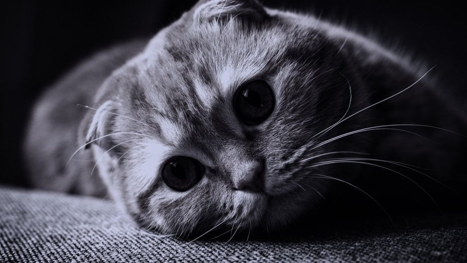 Котята породы шартрез