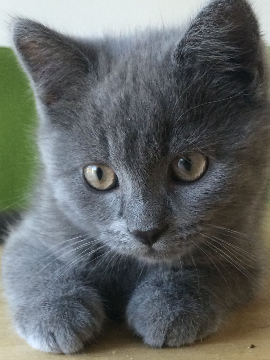 Британские котята серые