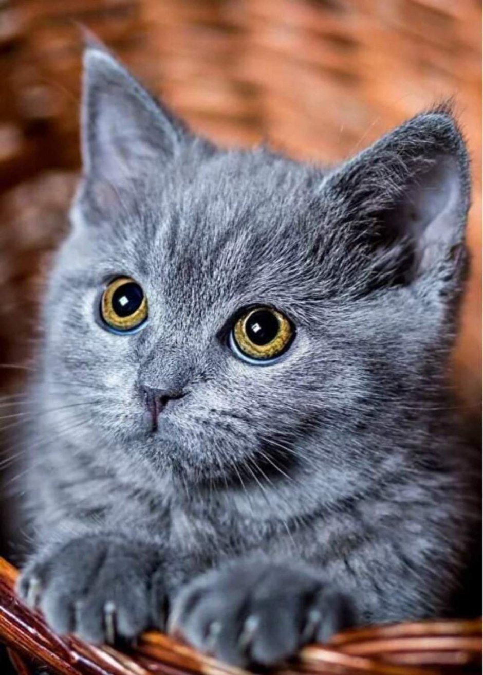 Маленький котенок