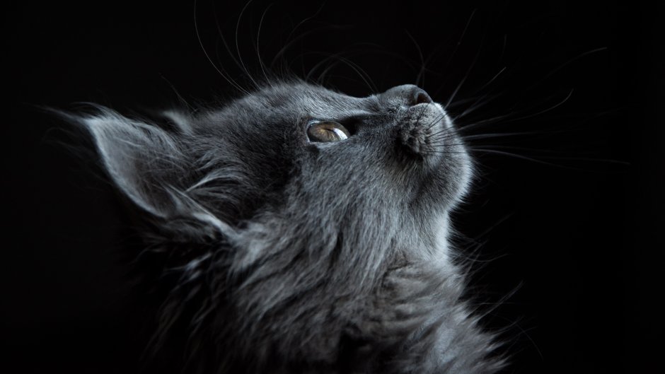 Серо коричневый кот