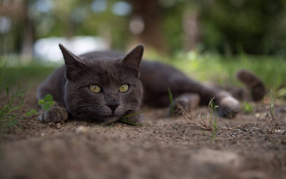 Котята чёрно белые