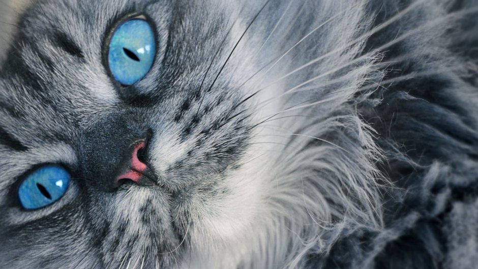 Сибирский голубая кошка короткошерстная