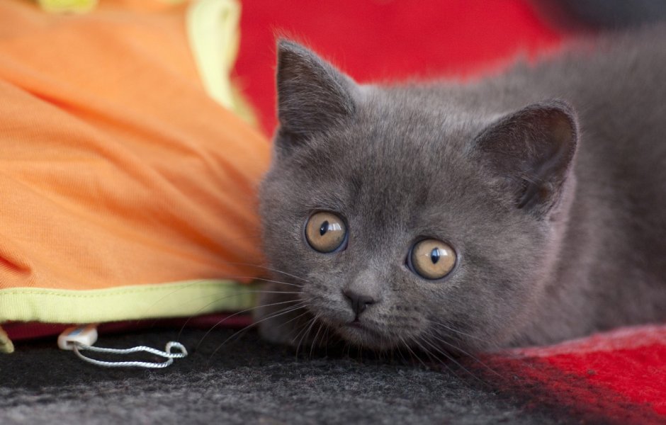 Манчкин котята черные
