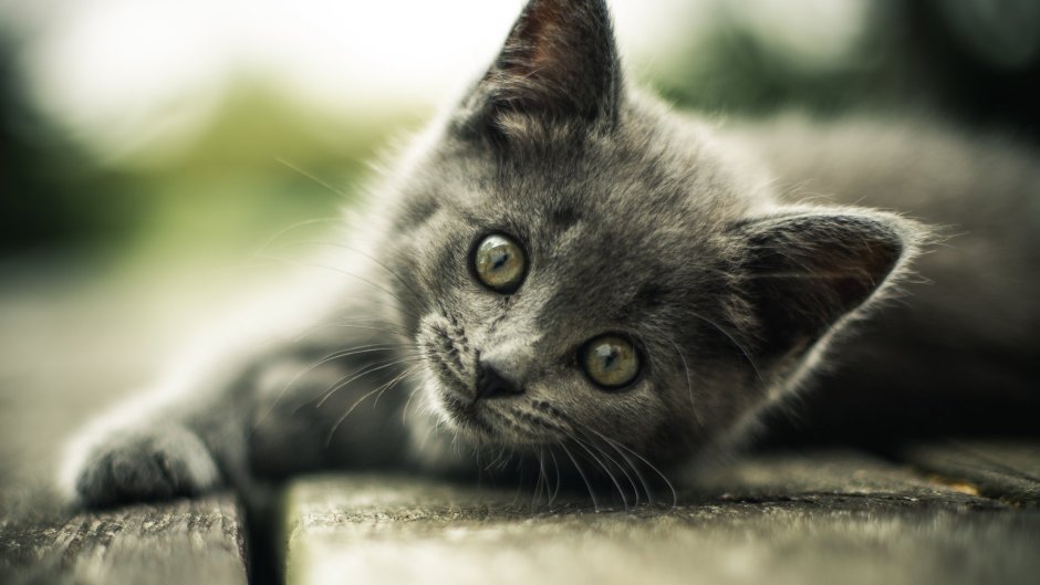 Вислоухие котята Мейн куна