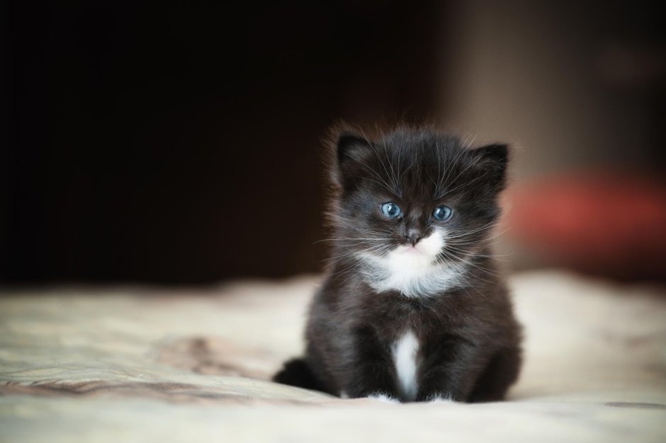 Кошка серая