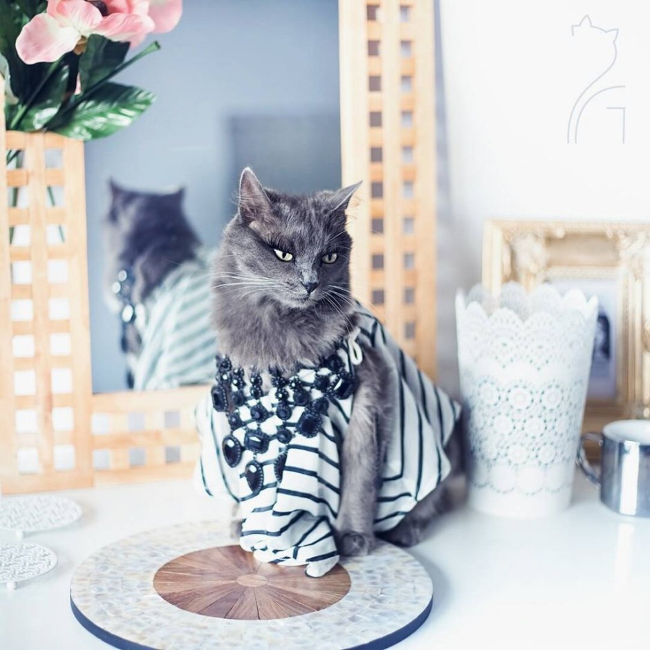 Модные коты