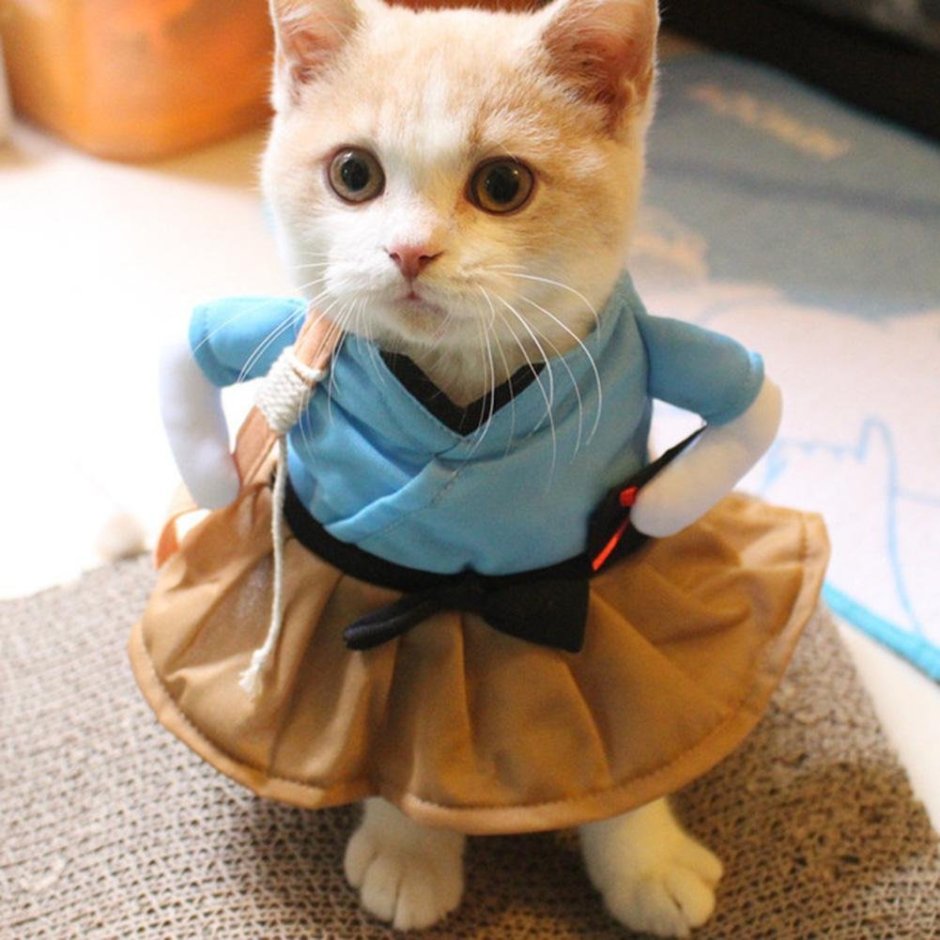 Котята в одежде