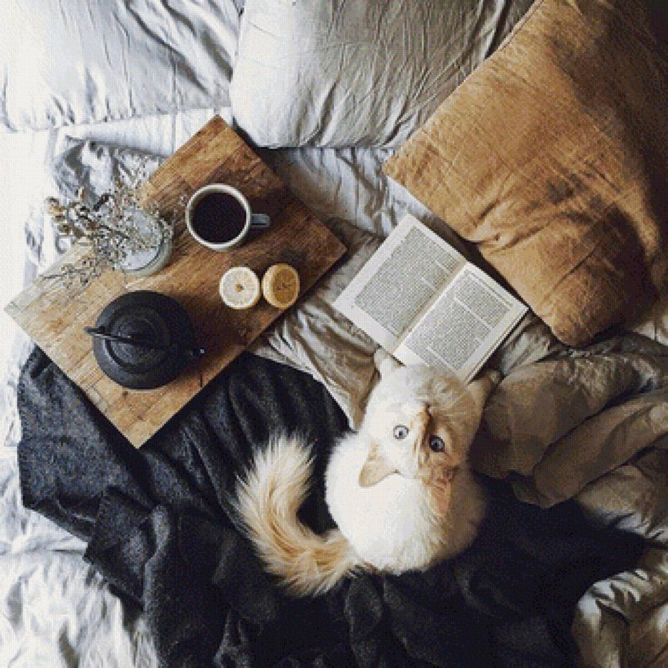 Уютный котик