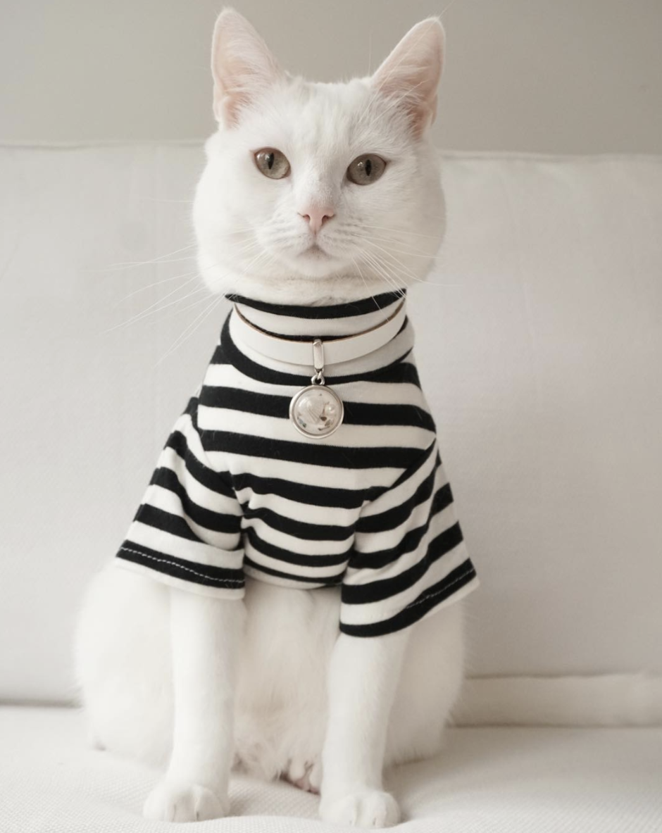 Котики в одежде