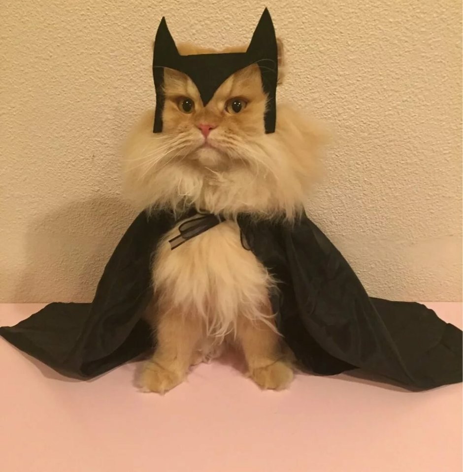 Смешные костюмы для кошек