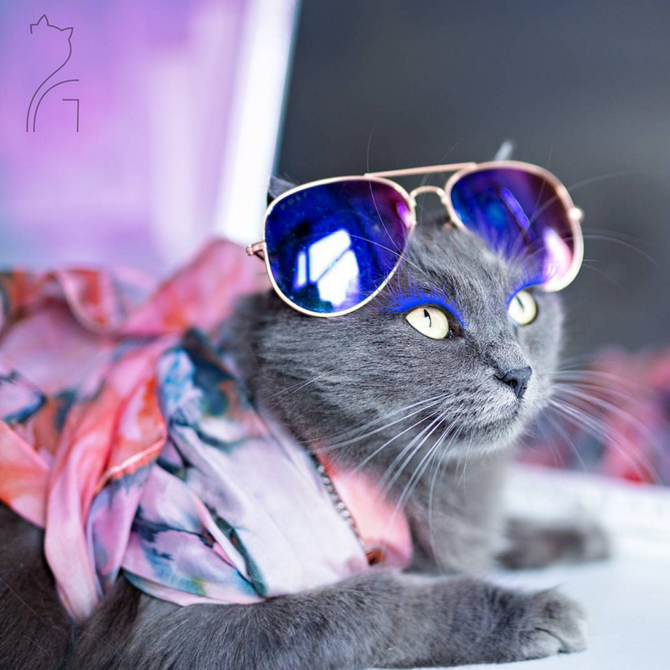Крутые кошки